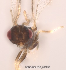 Eulophidae