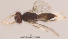 Eulophidae