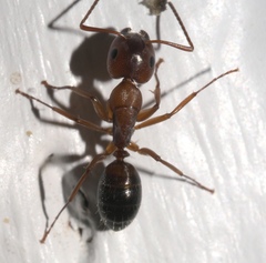 Myrmentoma