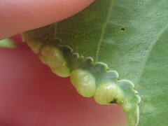Thecabius populimonilis