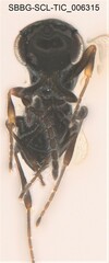 Platygastridae