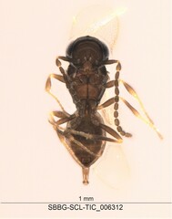 Scelionidae