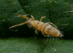 Entomobrya