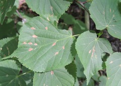 Phyllonorycter issikii