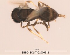 Scelionidae