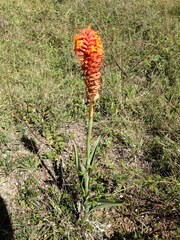 Dichromanthus cinnabarinus