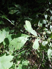 Salix cinerea