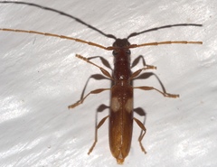 Heterachthes quadrimaculatus