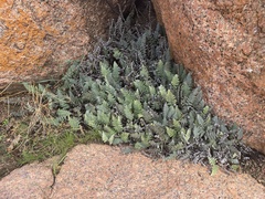 Myriopteris lindheimeri