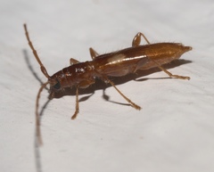 Heterachthes quadrimaculatus