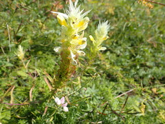 Melampyrum argyrocomum