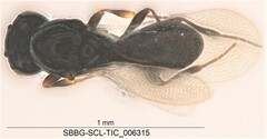 Platygastridae