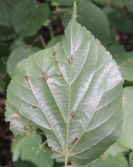 Phyllonorycter issikii