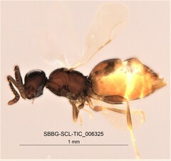 Ceraphronidae