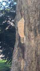 Climacodon septentrionalis