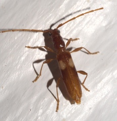 Heterachthes quadrimaculatus