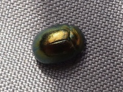 Chrysolina varians