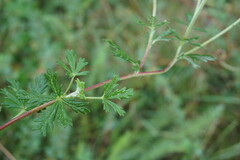 Potentilla inclinata