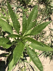 Amaranthus tuberculatus