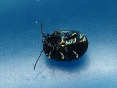 Chrysolina varians