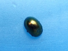 Chrysolina varians