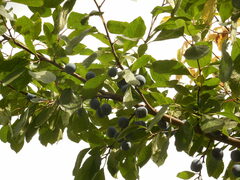 Prunus spinosa
