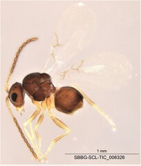 Cynipoidea