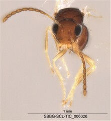 Cynipoidea