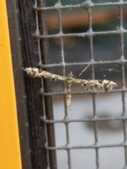 Amblyptilia pica