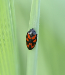 Cercopis vulnerata