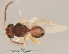 Cynipoidea
