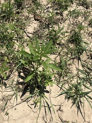 Amaranthus tuberculatus