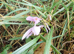 Colchicum autumnale