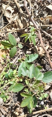 Passiflora caerulea
