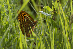 Argynnis pandora