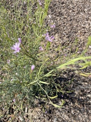 Epilobium brachycarpum