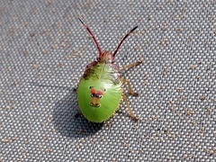 Acanthosoma haemorrhoidale