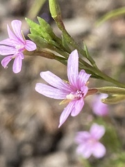 Epilobium brachycarpum