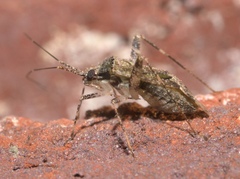 Phytocoris