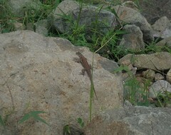 Sceloporus jarrovii