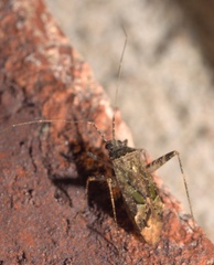 Phytocoris