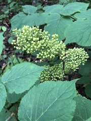 Aralia