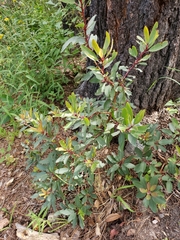 Arbutus arizonica