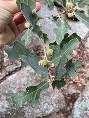 Quercus stellata