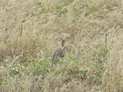 Pternistis leucoscepus