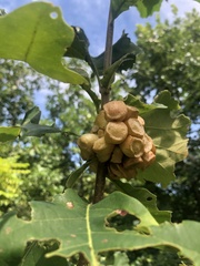 Andricus quercusstrobilanus