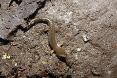 Ambystoma maculatum