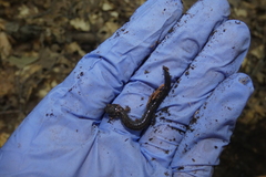 Plethodon cinereus