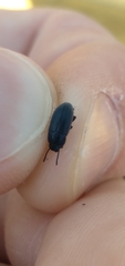 Blapstinus