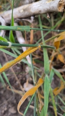 Puccinia